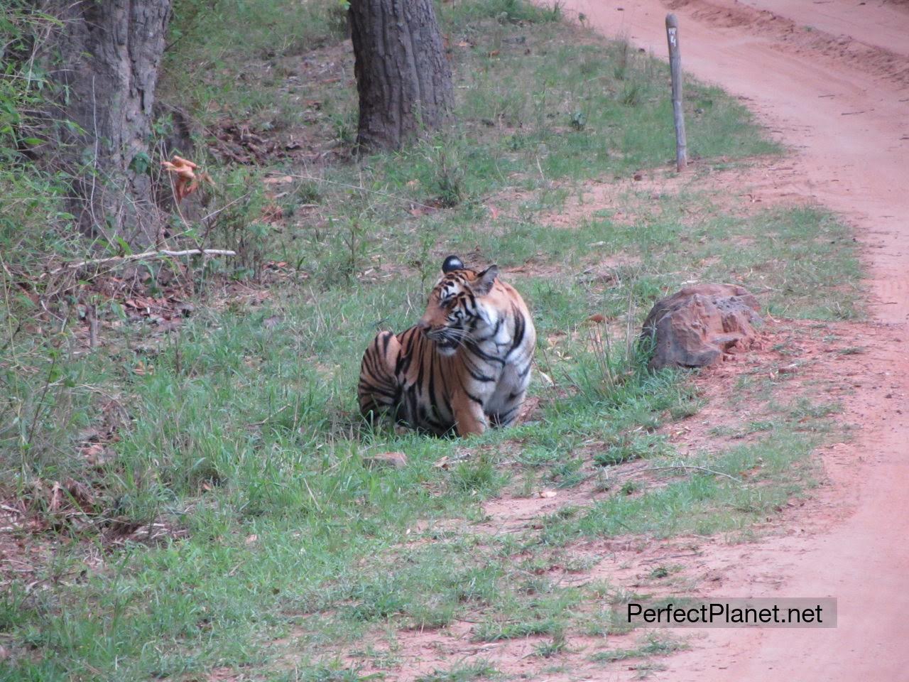 Bengala Tiger