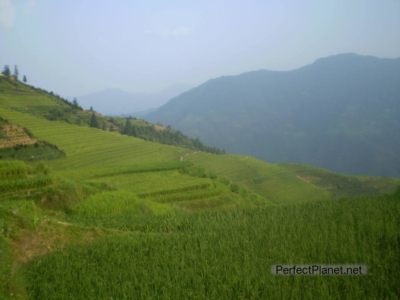 Terrazas de arroz Ping An