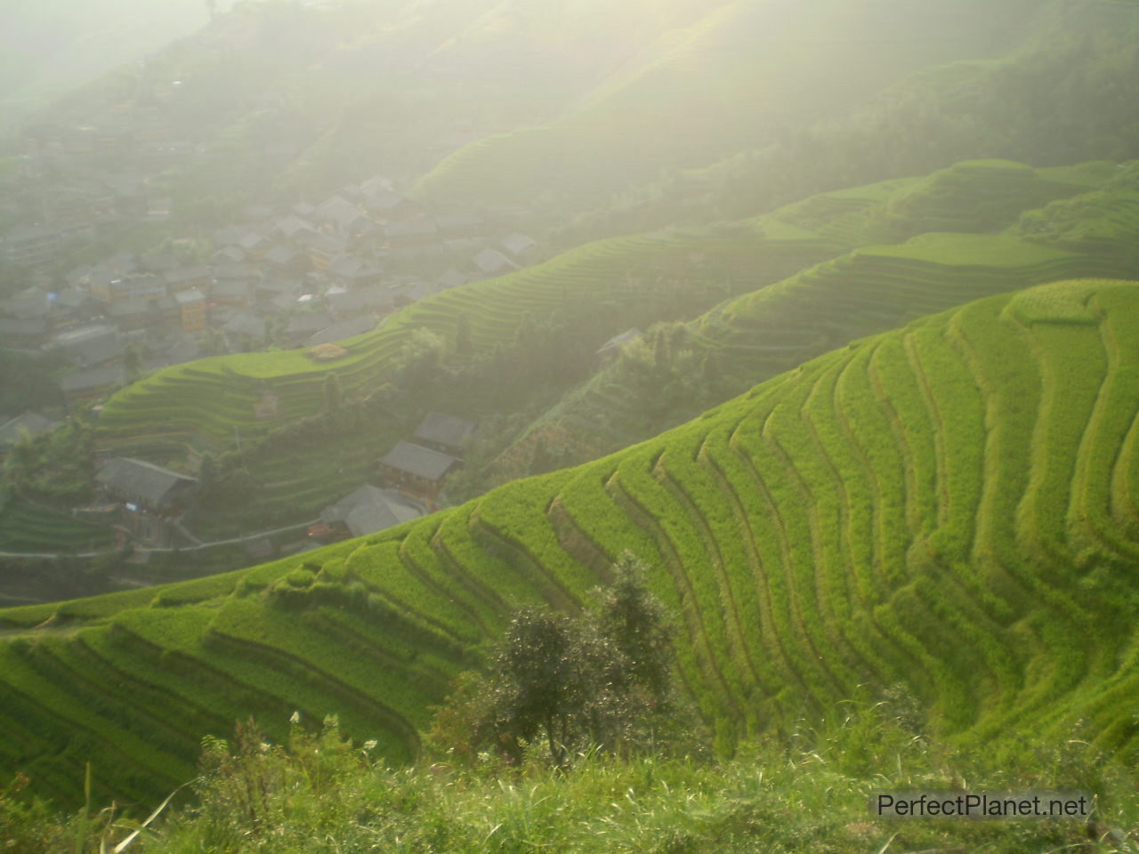 Rice Terrace Ping An