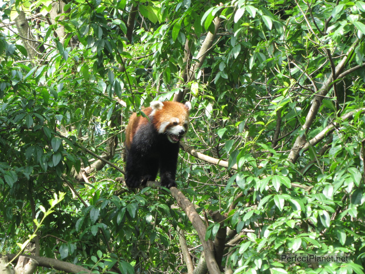 Panda Rojo