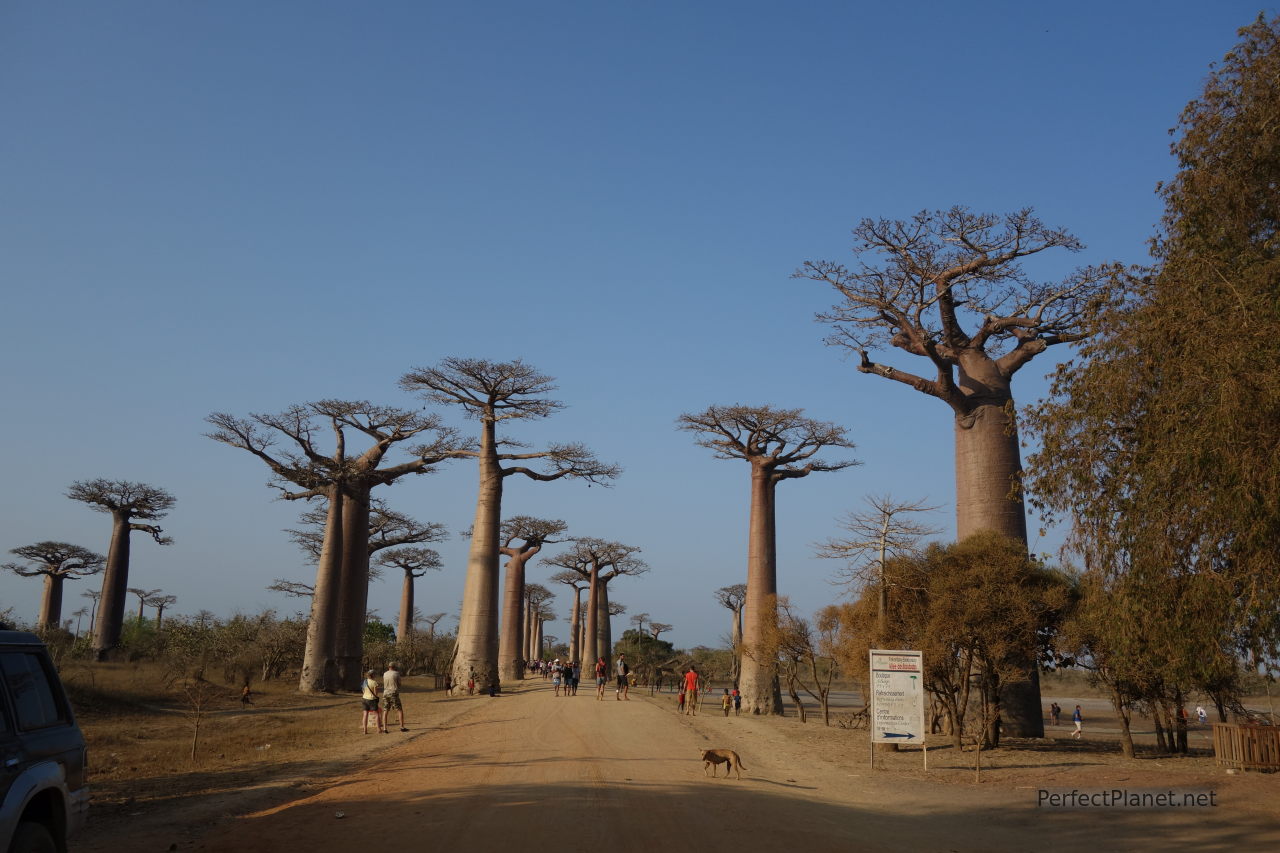 Alleé des Baobabs