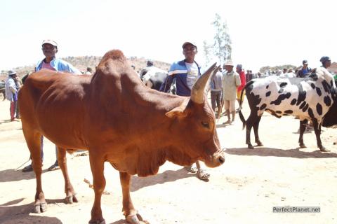 Mercado del zebu Ambalavao