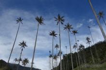 Palmas de cera Valle de Cocora