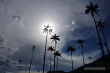 Palma de cera Valle de Cocora