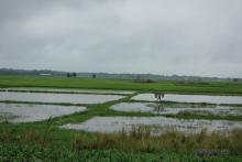 Rice fields