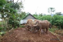 Bufalos de agua alrededores de Nyaungshwe