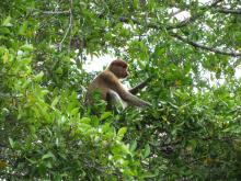 Proboscis monkeys