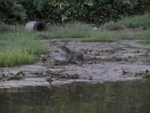 Monitor Lizard