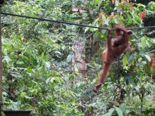 Orangutanes en Centro de rehabilitación de Sepilok