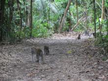 Reserva Natural de Bukit Timah