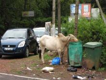 A cow