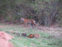 Bengala tiger Bandhavgarh