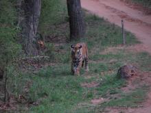 Tigre de Bengala