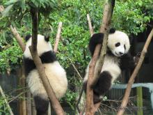 Pandas en Chengdu