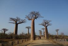 Alleé des Baobabs