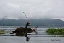 Harvesting the crop in Lago Inle