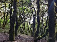 Parque Nacional de Garajonay