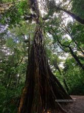 Monteverde Cloud Forest Biological Reserve