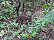 Coatí