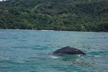 Humpback whales