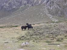 Yaks