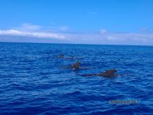 Pilot whales